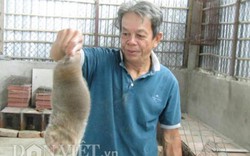 Nuôi "chuột rừng", giỏi đào hang, cho ăn tre già, có 20 triệu/tháng