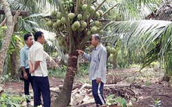 Trồng dừa xiêm lùn, không bán trái, chỉ bán cây, thu 400 triệu/năm