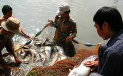 Giá cá thát lát tăng ngất ngưởng, cứ 1kg người nuôi lãi 45.000 đồng
