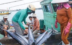 Ngư dân vươn khơi thêm gian nan