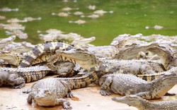 Clip: Rùng mình trang trại cá sấu 40.000 con "khủng" nhất miền Tây