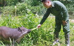 9X bỏ công chức về quê nuôi lợn thả vườn, bán chạy như tôm tươi