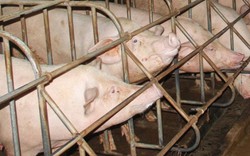 Quảng Trị: Thực hư thông tin cán bộ xã lấy tiền hỗ trợ nuôi lợn của dân
