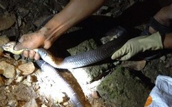 Lạng Sơn: Hãi hùng rắn hổ mang 2m chui trong chuồng gà nhà dân