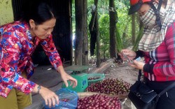 An Giang: Hồng quân-trái tím mọng, muốn ăn ngon phải vầy thật kỹ