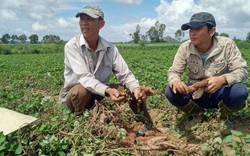 Phú Yên: Lừa dân trồng khoai lang Nhật, cầm khoai đi mất hút
