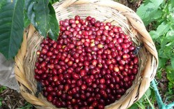 Giá nông sản hôm nay 26/9: Giá cà phê trong nước thấp, xuất khẩu giảm, giá tiêu đi ngang