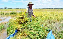 Kiên Giang: Dốc toàn lực cứu lúa thu đông trước lũ