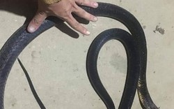 "Bí kíp" xử trí khi bị loài rắn cực độc hổ mang chúa cắn