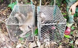11 cá thể động vật được thả về vườn quốc gia Phong Nha - Kẻ Bàng