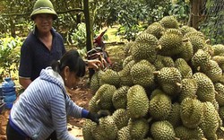 Giá sầu riêng cao ngất, bảo kê đe dọa thương lái, ép nông dân