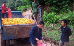 Những vườn cây ăn trái trăm triệu đẩy lùi “nàng tiên nâu”