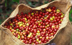 Giá nông sản hôm nay 28/9: Giá cà phê tiếp tục tăng nhẹ 100 đồng/kg, giá tiêu giữ "phong độ"
