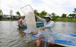 An Giang: Lũ lên, nước lớn, cả đêm bắt được 4 ký cá linh, cá heo