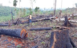 Gia Lai: Điều tra vụ chặt 336 cây gỗ