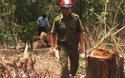Công an khám nghiệm hiện trường vụ phá rừng phòng hộ ở Ea Kar