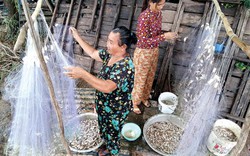 An Giang: Mùa nước nổi, nghề "hạ bạc" thả lưới dính đầy cá linh