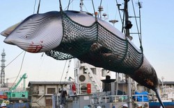Tàu Nhật Bản lần đầu ra khơi săn cá voi thương mại sau 30 năm