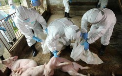 Hà Nội thiệt hại 1.000 tỉ đồng do dịch tả lợn, nhiều huyện hết ngân sách dự phòng