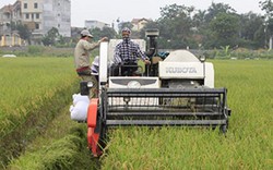 Khắc phục "điểm đen" ngành lúa gạo: Cần chuỗi liên kết đúng nghĩa