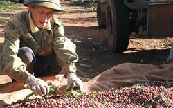 Chê giá cà phê thấp, dân găm hàng làm DN phải “cắn răng” mua đắt