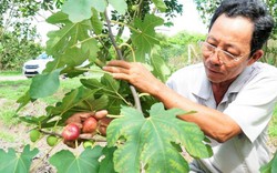 Tây Ninh: Trồng cây ra trái lạ ở vườn bưởi da xanh, bán 200 ngàn/ký