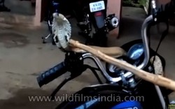 Video: Rắn hổ mang "chiếm" quyền điều khiển xe của biker