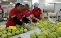 Nông sản Việt hội nhập sau CPTPP: Giảm phụ thuộc vào một thị trường