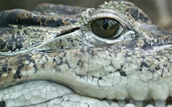 Cá sấu nuôi trong nhà ăn thịt bé gái 2 tuổi con của chủ