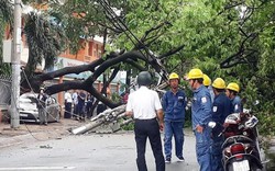 Cây xanh bật gốc làm cả khu vực mất điện, một ô tô bẹp dúm