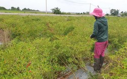 Tây Ninh: Giá ớt chỉ thiên lên 100 ngàn/ký, dân hái không kịp bán