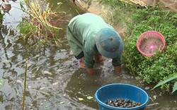 Đang bí cửa làm ăn, bèn nuôi ốc nhồi, cho ăn rau cỏ, có nhiều tiền