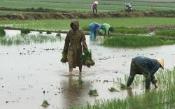 Thanh Hóa: Tranh thủ mưa bão, trời mát nông dân đổ xô đi cấy