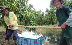 Tận thấy cuộc sống bình yên, dân làm ăn khấm khá ở Châu Thành A