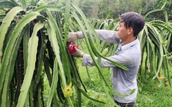 Bắt tay với doanh nghiệp quảng bá đặc sản cho nông dân làm giàu