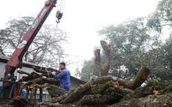 Phiên đấu giá cây gỗ sưa từng được trả trăm tỷ ở Hà Nội phải hoãn vì lý do này
