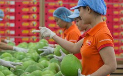 Nông sản Việt gặp khó ở Trung Quốc: Không đổi mới mình sẽ thất bại