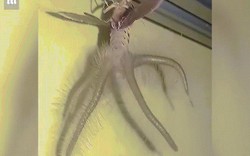 Video: Sinh vật “ngoài hành tinh” bám trên trần nhà gây kinh hãi