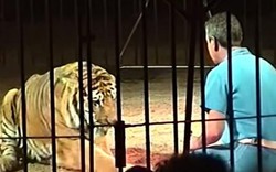 4 con hổ cắn người huấn luyện kinh nghiệm đến chết trong rạp xiếc ở Italia