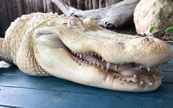 Cá sấu bạch tạng cực hiếm, không phải ai cũng thấy dù chỉ 1 lần