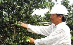 Nông dân Hiếu Liêm liên kết làm giàu nhờ trồng cây ăn quả hữu cơ