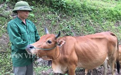 Nuôi đàn bò chăn thả trên đồi, mỗi năm có hơn trăm triệu