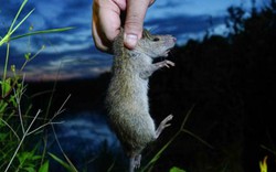 Ảnh, clip: Một đêm theo chân thợ săn đặc sản chuột đồng làm đồ nhậu
