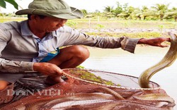 Cà Mau: Loài đặc sản cá xấu xí "ông ăn bà mê mệt" bán giá cực cao