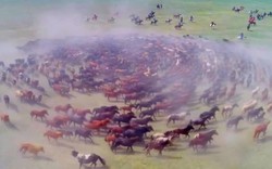 Cảnh tượng hiếm có khi hàng trăm con ngựa phi nước đại thành hình xoắn ốc