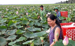 Kiên Giang: Bỏ vụ lúa trồng sen, ruộng đầy bông mà có thêm tiền