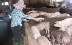 Sâu keo mùa thu, dịch tả lợn châu Phi đe dọa nông nghiệp Tây Ninh