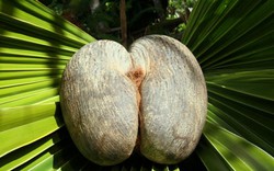 Đỏ mặt loại dừa "độc nhất vô nhị" thế giới giống hệt vòng ba phụ nữ