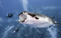 Kỳ thú cảnh thợ lặn “sắp" bị cá mập voi nuốt chửng