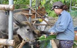 Tín dụng chính sách giúp hộ nghèo vượt khó, hộ khá lên giàu